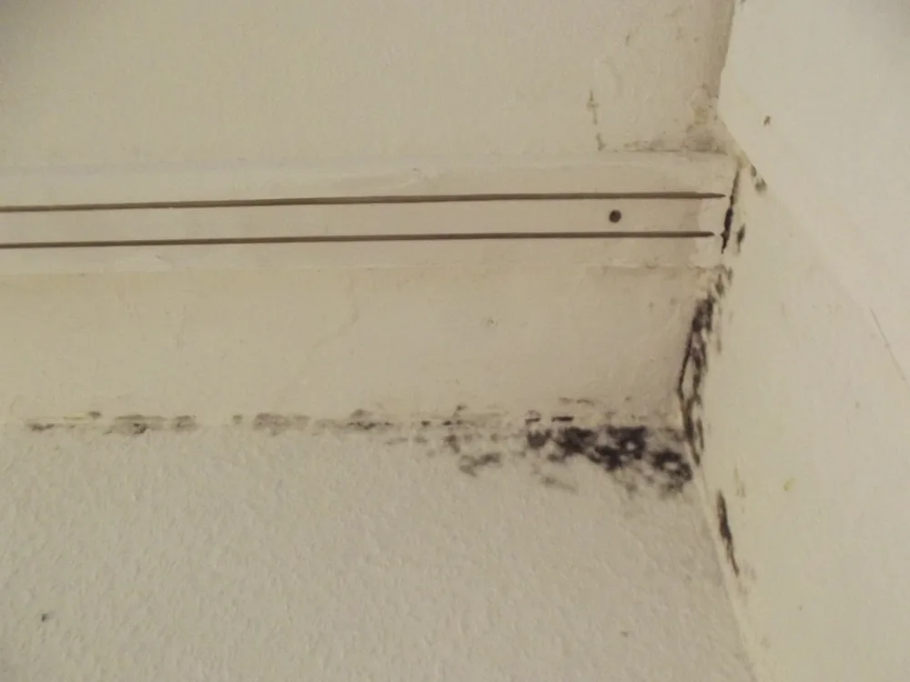 Technician in protective gear removing a mold-damaged wall in a Colts Neck home